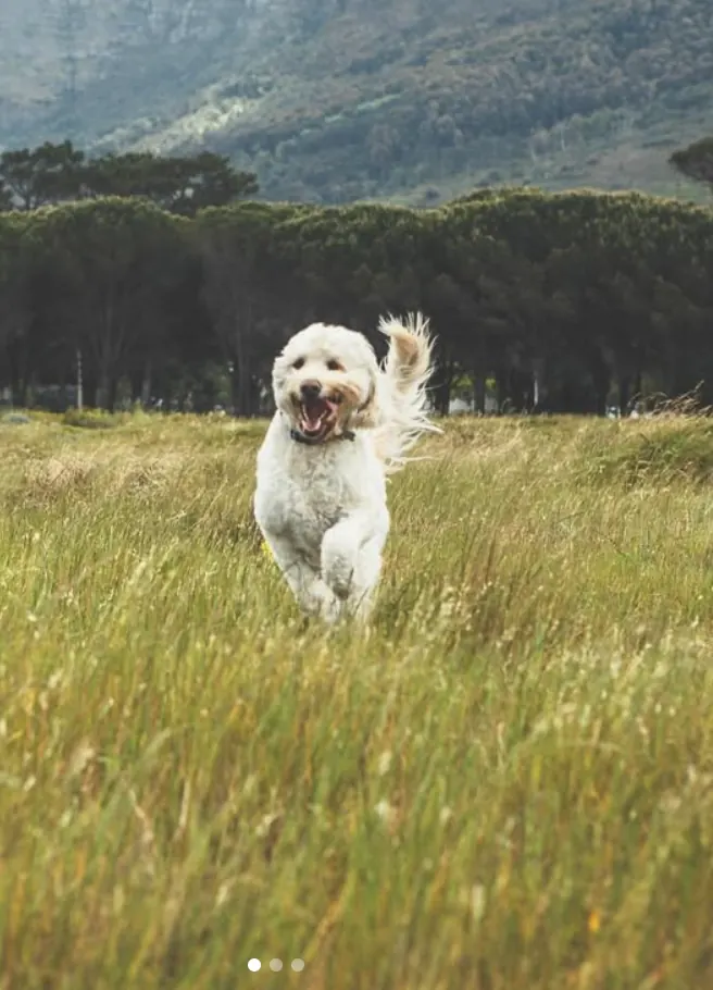 Happy dog running through a field in Cape Town
